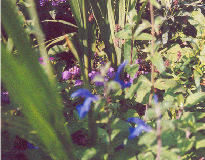 Giverny 1 fleurs